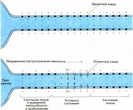 аксон